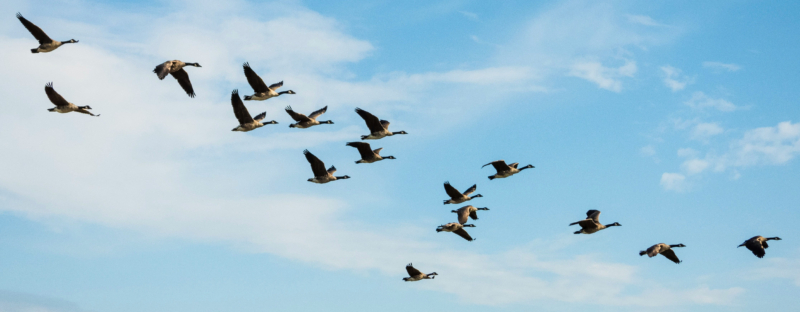 A flock of geese flying.