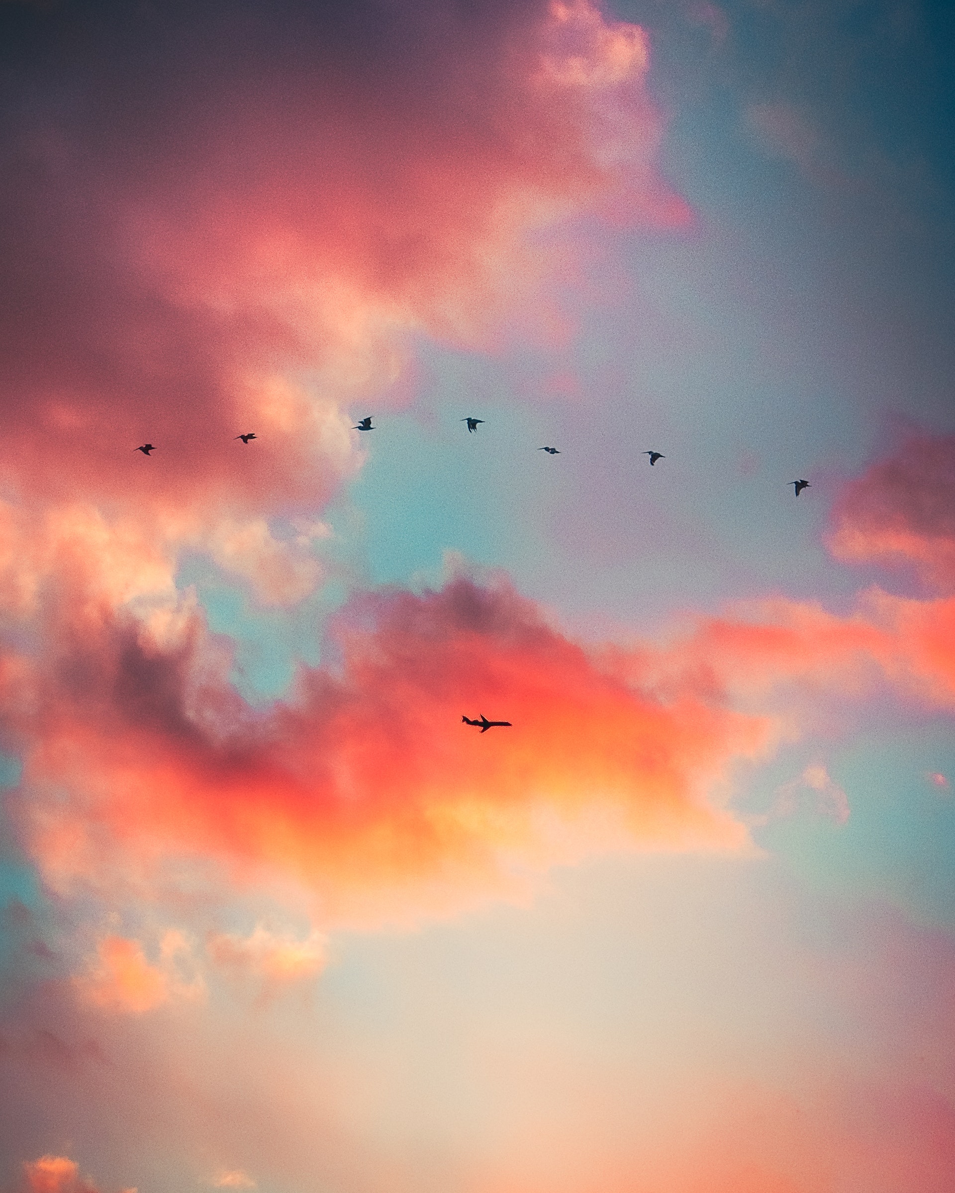 A photo of a plane and a flock of birds.