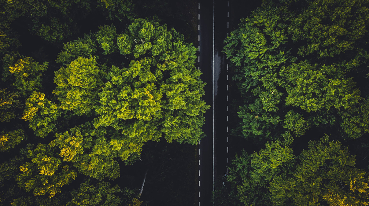 Top down view, photo of a road between two forests.